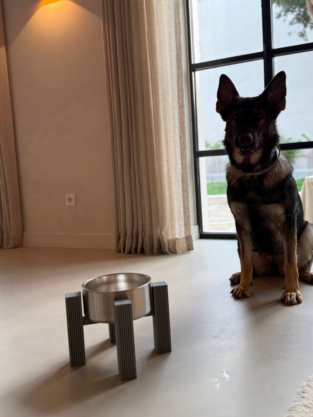 Dog standing alert beside the square fluted elevated bowl stand